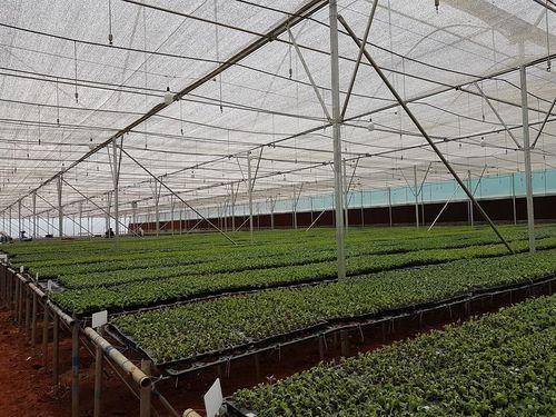 fan-and-pad-greenhouse-with-rack-and-pinion-system-500x500