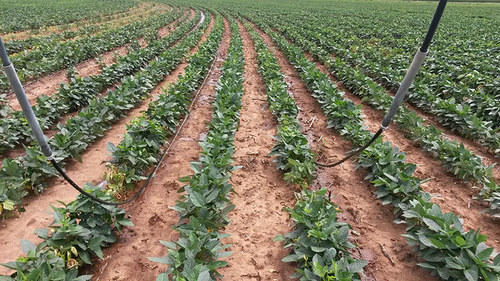 drip-irrigation-systems-500x500
