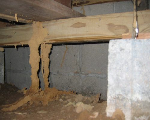 Termite-Inspection-1