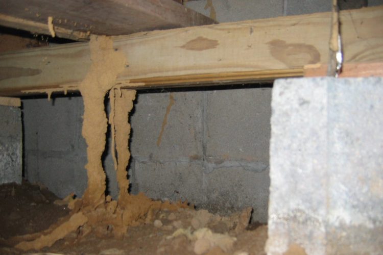 Termite-Inspection-1